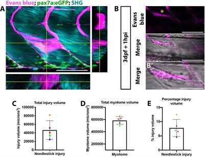 Notch Signaling Regulates Muscle Stem Cell Homeostasis and Regeneration in a Teleost Fish